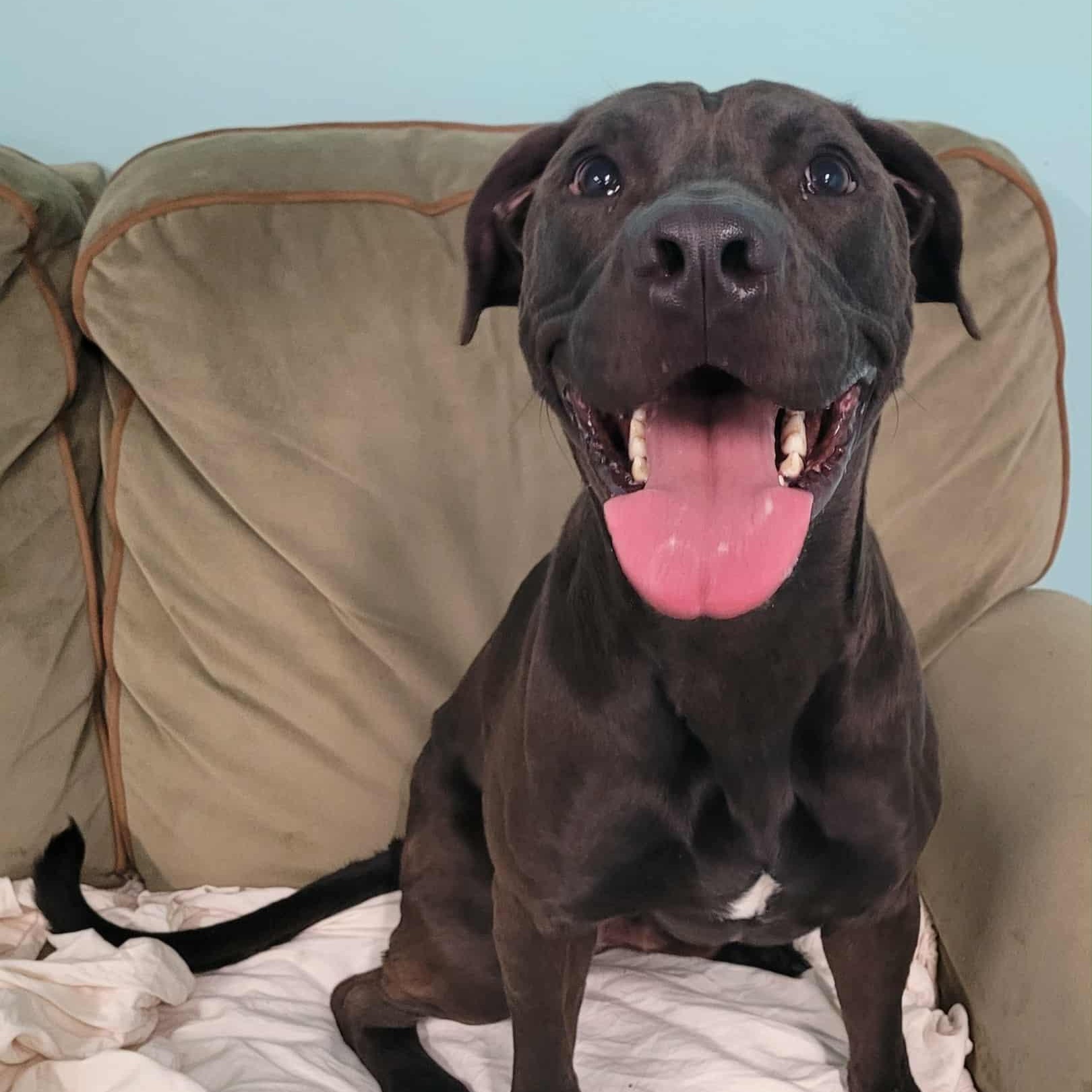 Freddy! Outgoing Boy!, a Adoptable mixed breed in Meriden, CT image 2/6