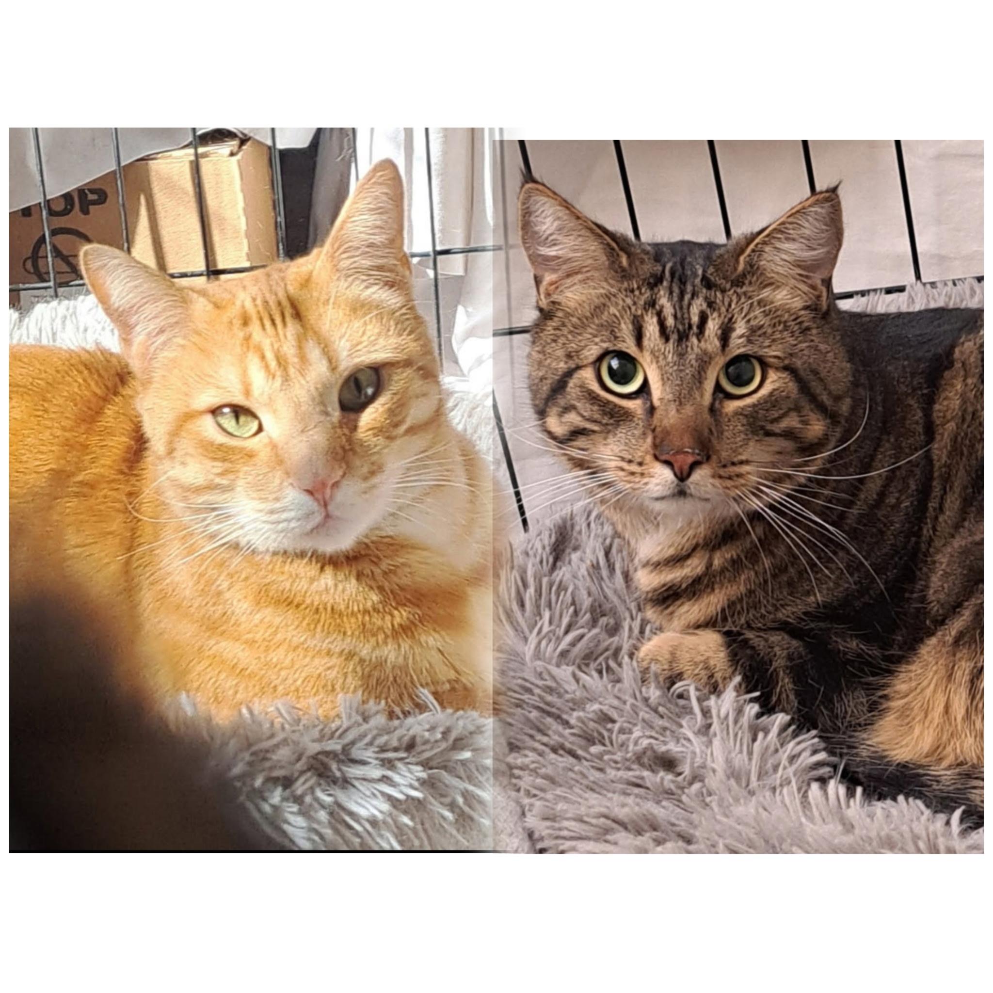 Honeybun and Oso, Young Male Domestic Short Hair
