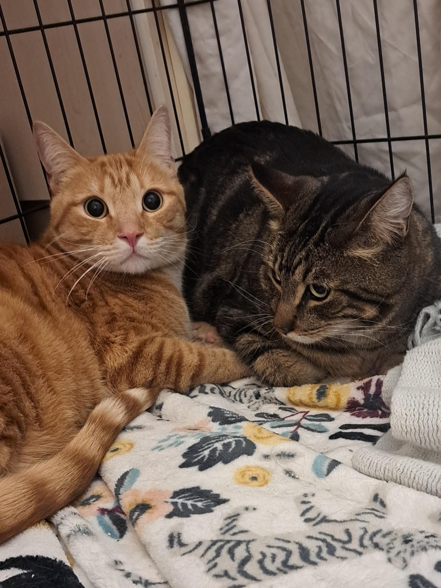 Enlarge Honeybun and Oso, a Adoptable Domestic Short Hair in Mesa, AZ image 2/6