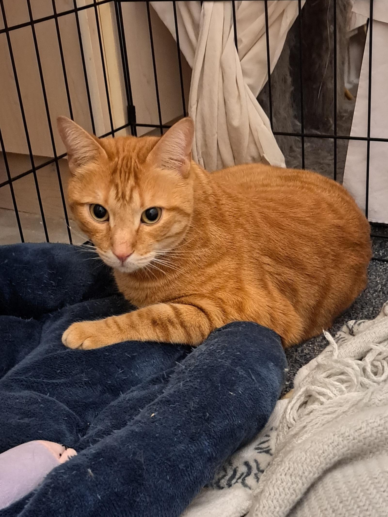 Enlarge Honeybun and Oso, a Adoptable Domestic Short Hair in Mesa, AZ image 4/6