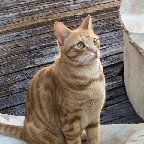 Enlarge Honeybun and Oso, a Adoptable Domestic Short Hair in Mesa, AZ image 5/6