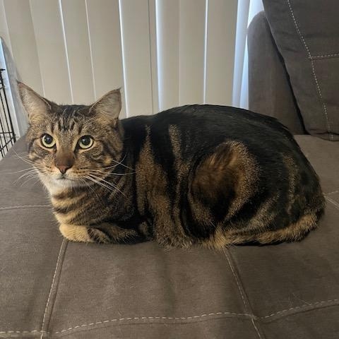 Enlarge Honeybun and Oso, a Adoptable Domestic Short Hair in Mesa, AZ image 6/6