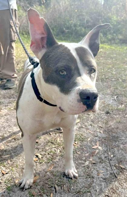 Dutchess — thumbnail 2