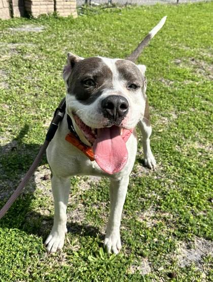 Dutchess — thumbnail 3