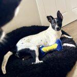 Chili, Adoptable, Young Female Mixed Breed.