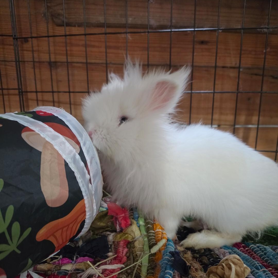 Max, Adoptable, Young Male Lionhead.