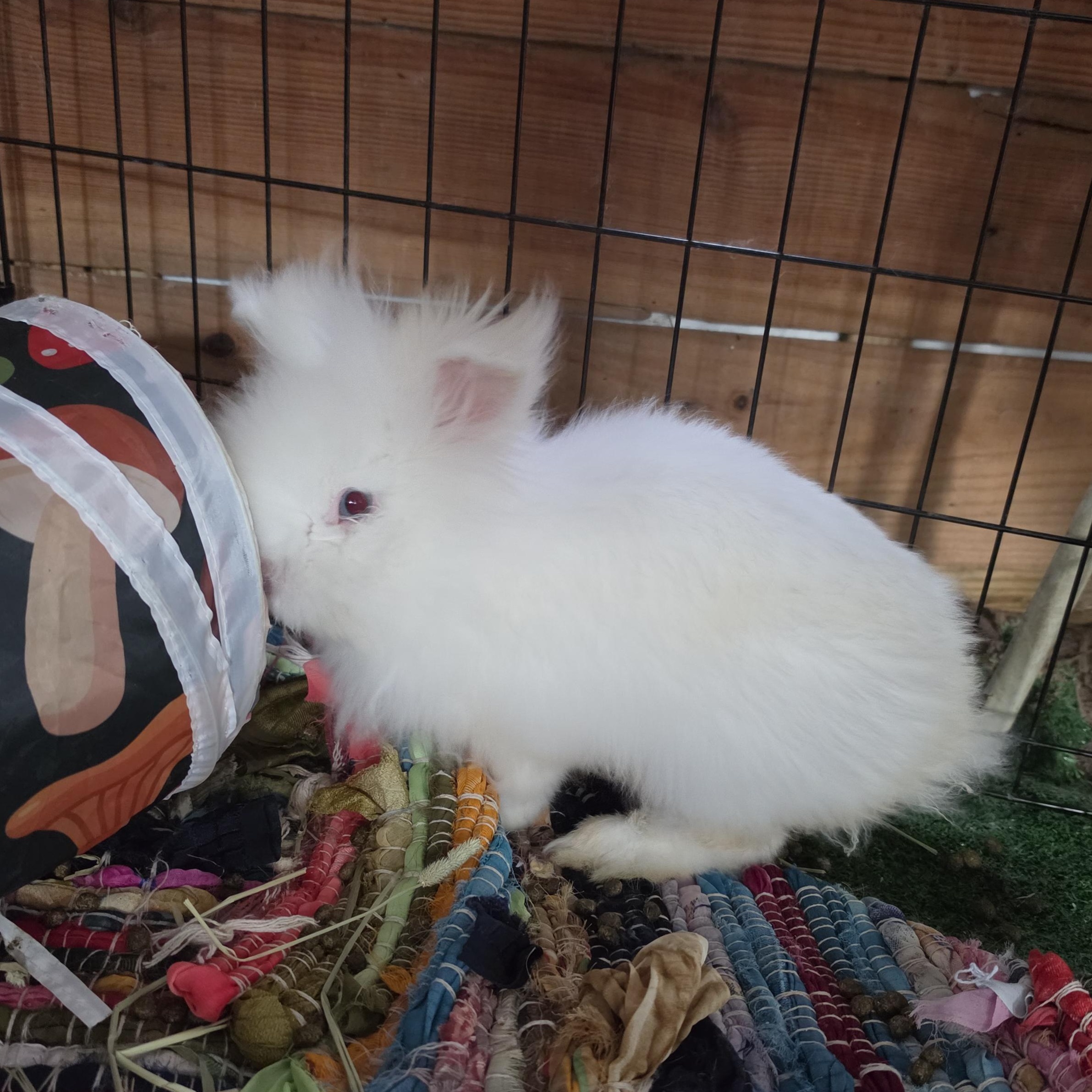 Enlarge Max, a Adoptable Lionhead in Conway, SC image 2/2