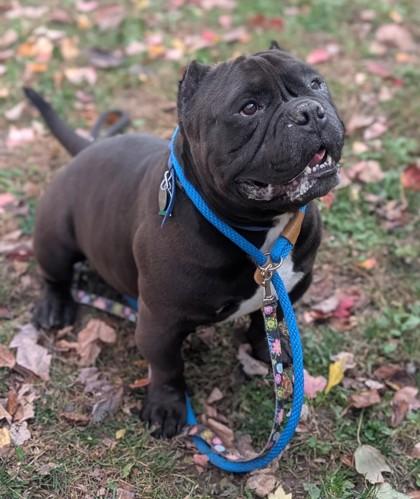 Bane, Adoptable, Adult Male Pit Bull Terrier & Mixed Breed.