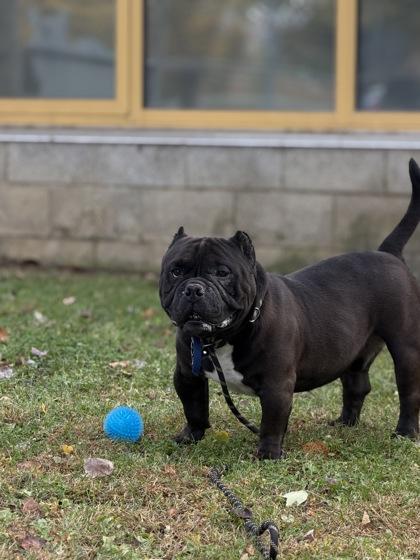 Enlarge Bane, a Adoptable mixed breed in Bensalem, PA image 1/3