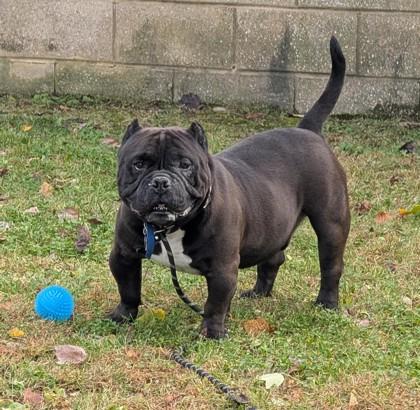 Bane, a Adoptable mixed breed in Bensalem, PA image 2/3