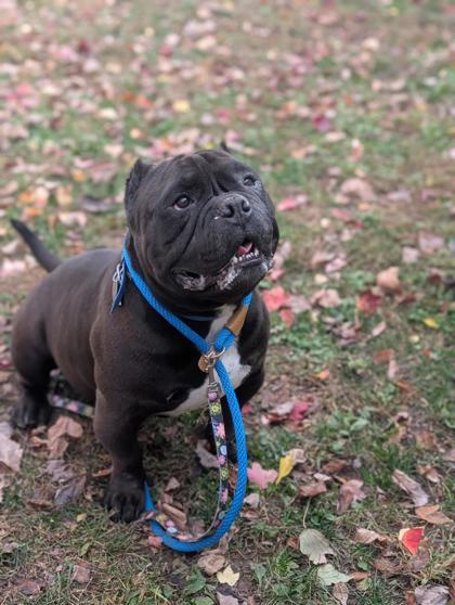 Enlarge Bane, a Adoptable mixed breed in Bensalem, PA image 2/3