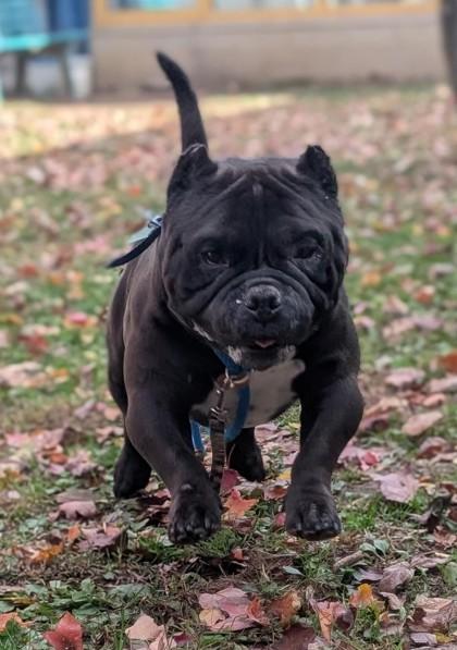 Bane, a Adoptable mixed breed in Bensalem, PA image 3/3