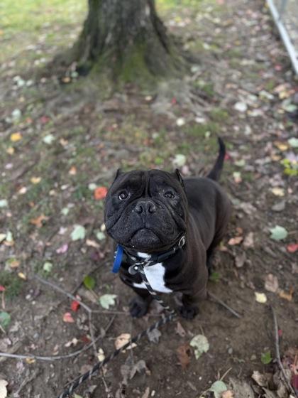 Enlarge Bane, a Adoptable mixed breed in Bensalem, PA image 2/3
