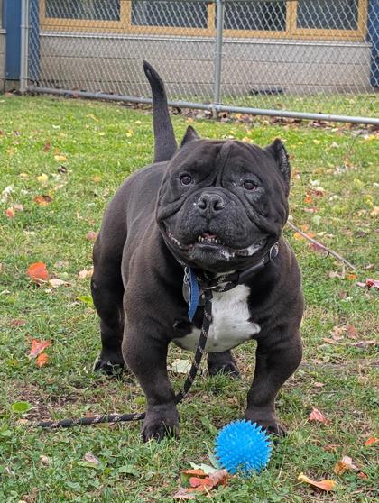 Enlarge Bane, a Adoptable mixed breed in Bensalem, PA image 3/3