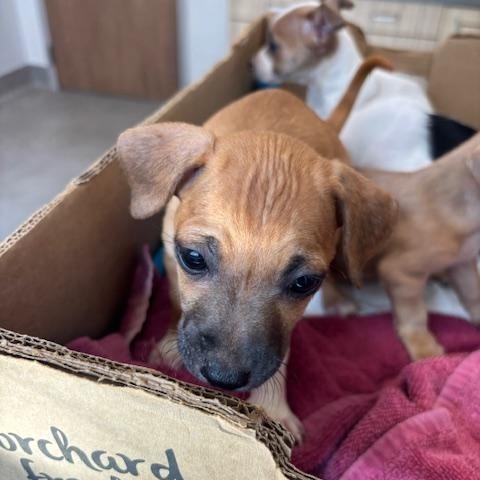 Spade (The Deck Litter) — thumbnail 4