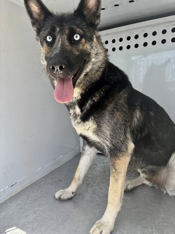 Bonnie, Adoptable, Adult Female Shepherd.