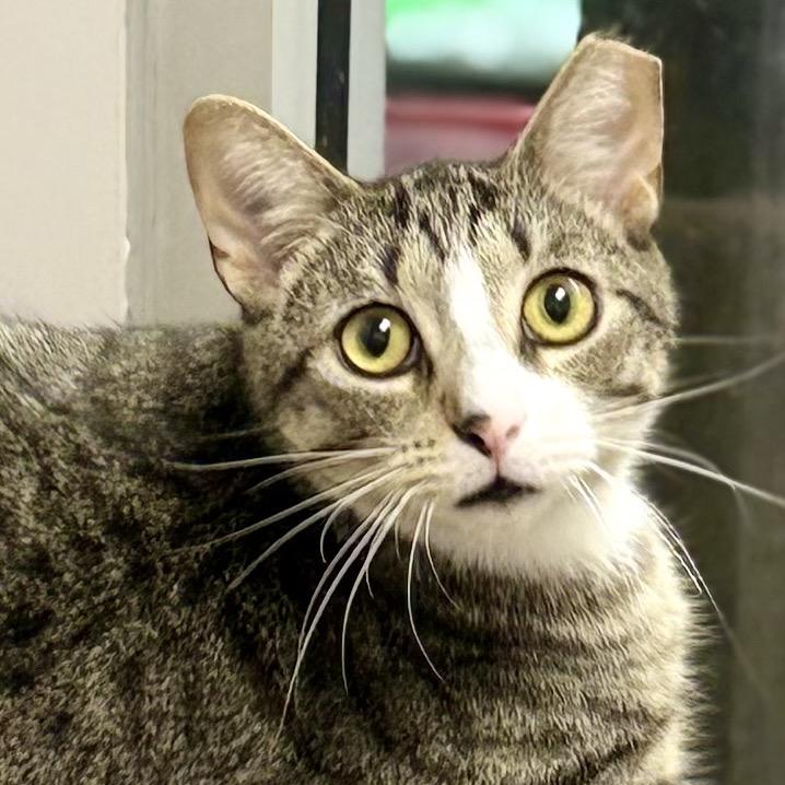 Boots, Adoptable, Young Male Domestic Short Hair.