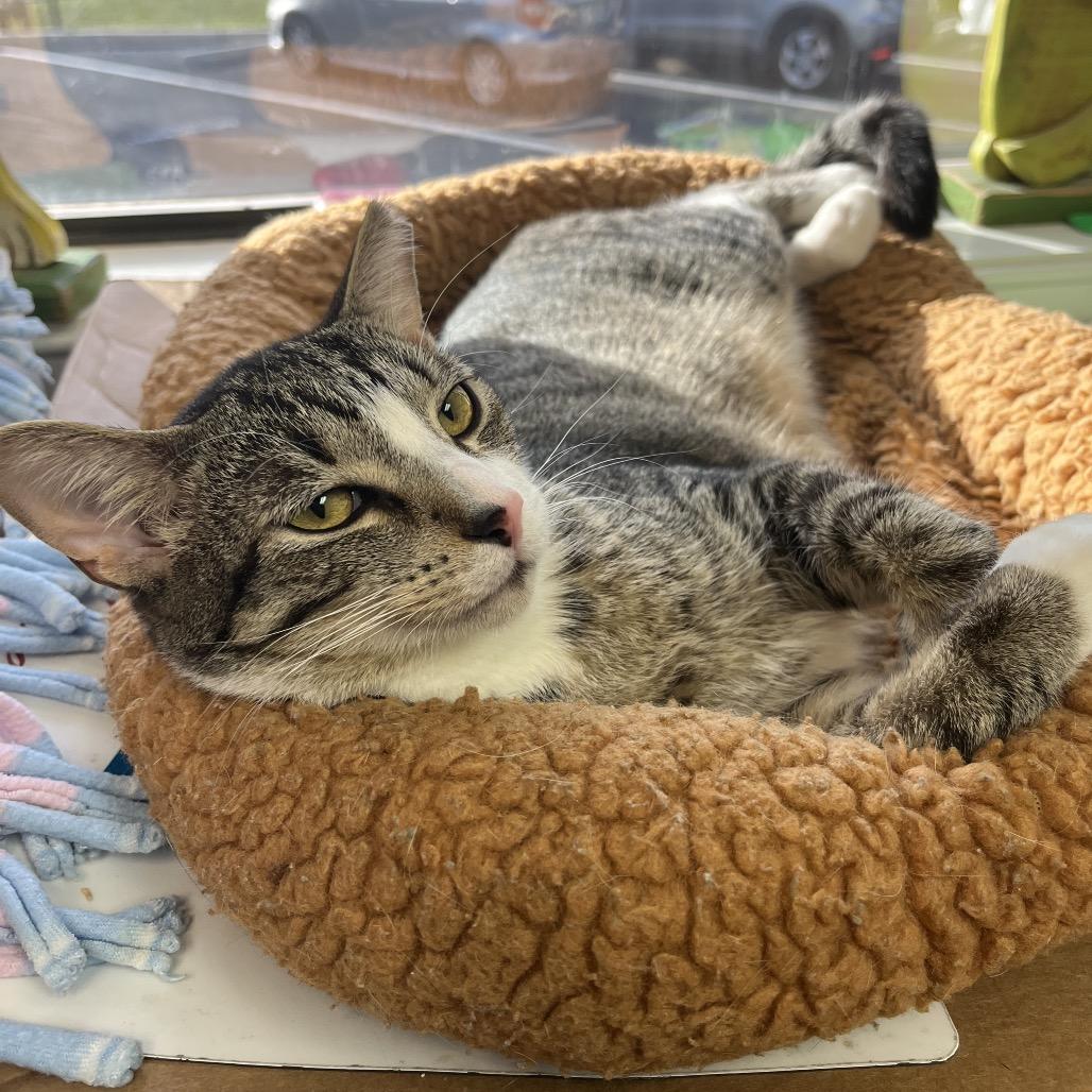 Boots, Adoptable, Young Male Domestic Short Hair.