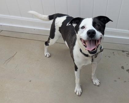 Otis, a Adoptable mixed breed in Virginia Beach, VA image 1/2