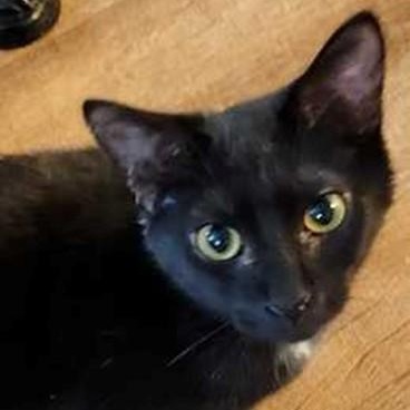 Enlarge Sadie, a Adoptable Tuxedo in Lancaster, VA image 1/1