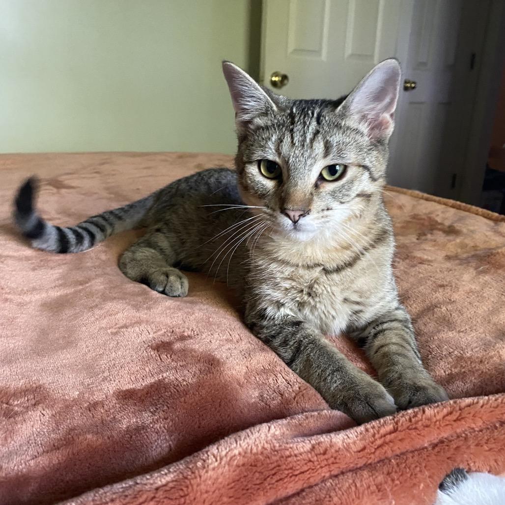 Stan, Adoptable, Young Male Domestic Short Hair.