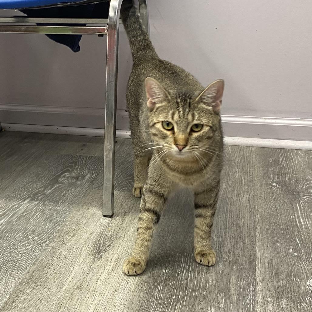 Enlarge Stan, a Adoptable Domestic Short Hair in Union, MO image 2/2