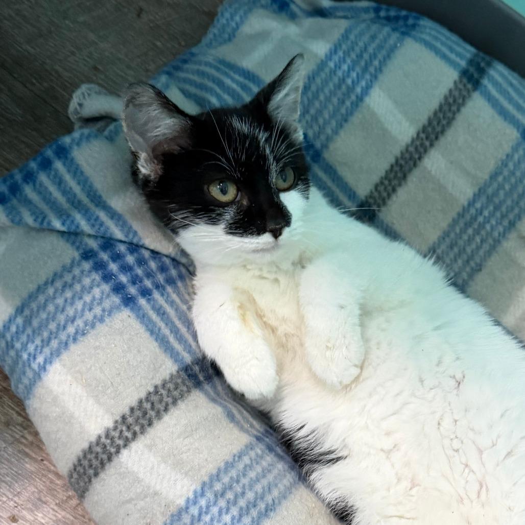 Squeak, a Adoptable Domestic Short Hair in Marion, VA image 1/5