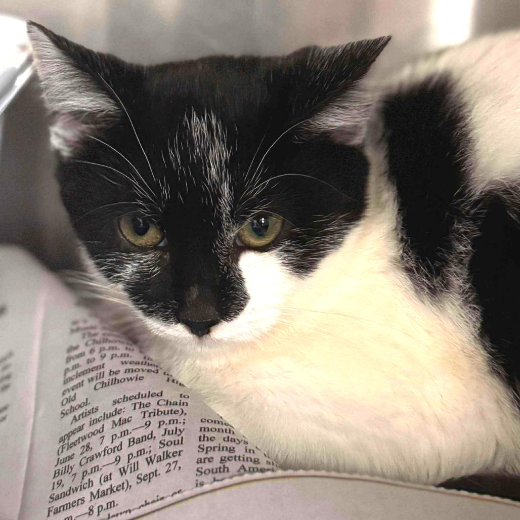 Squeak, a Adoptable Domestic Short Hair in Marion, VA image 2/5