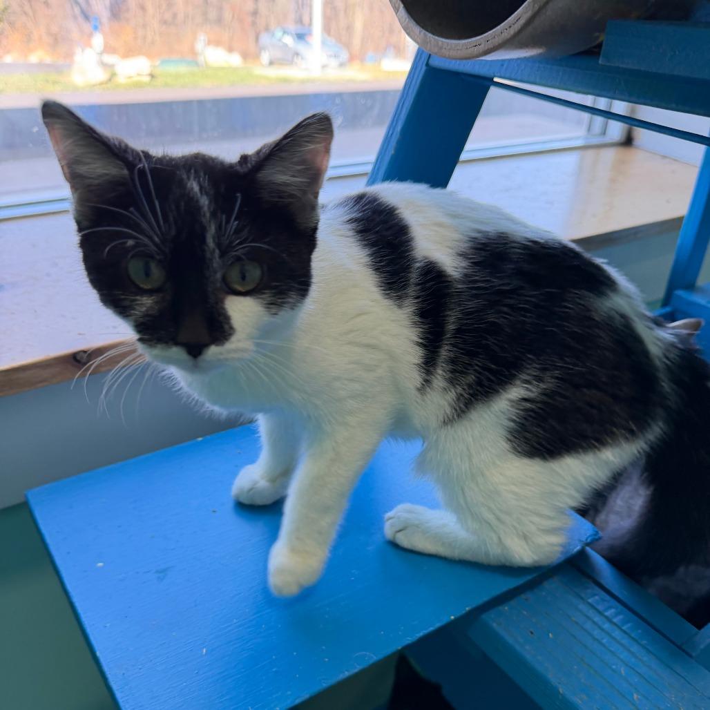 Squeak, a Adoptable Domestic Short Hair in Marion, VA image 3/5