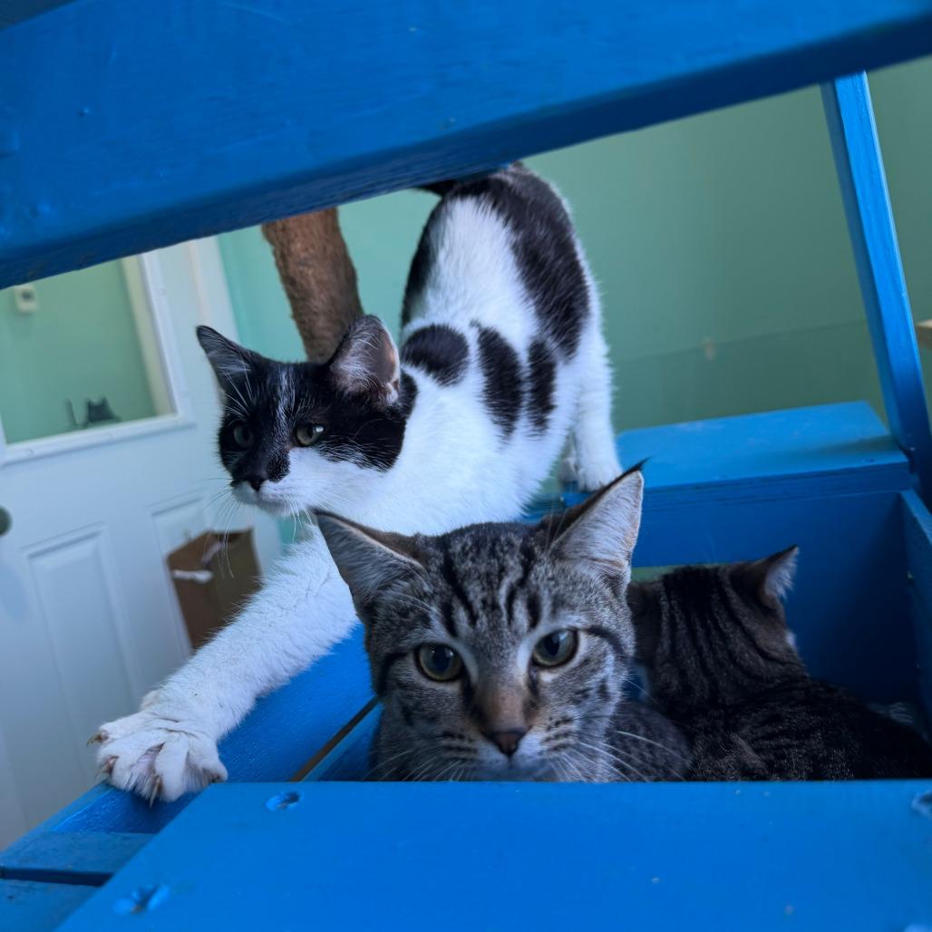 Squeak, a Adoptable Domestic Short Hair in Marion, VA image 4/5