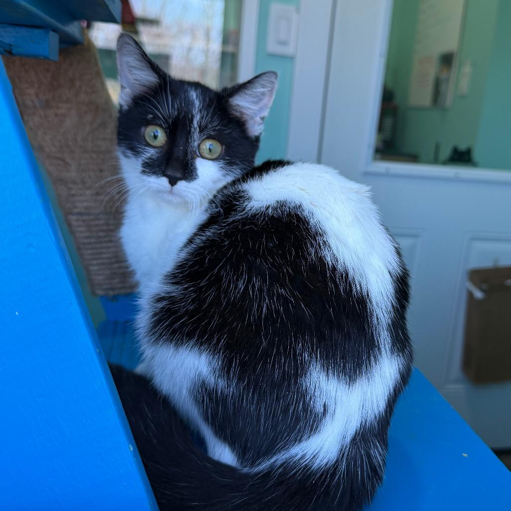 Squeak, a Adoptable Domestic Short Hair in Marion, VA image 5/5