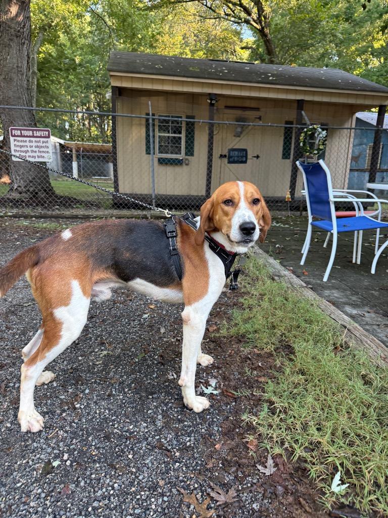 Cooper, Adoptable, Adult Male Hound.