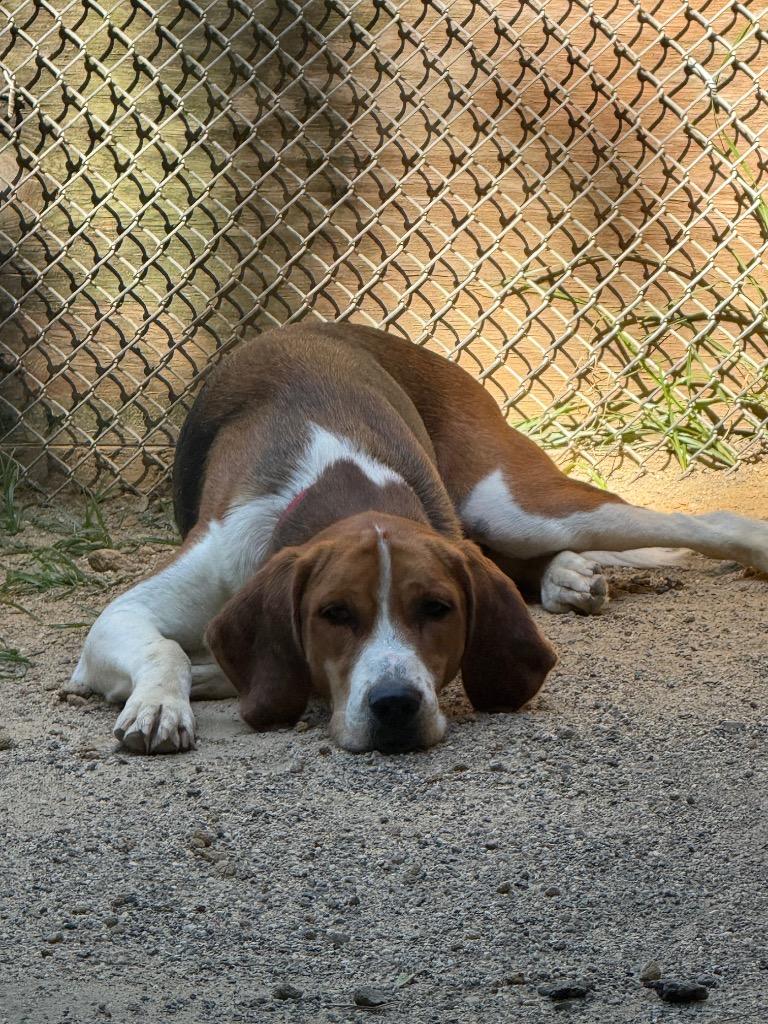 Cooper, a Adoptable Hound in Hampton, VA image 2/5