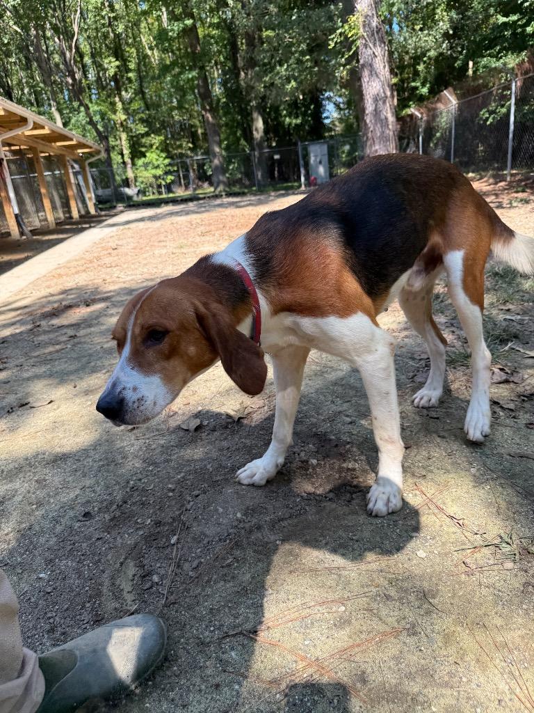 Enlarge Cooper, a Adoptable Hound in Hampton, VA image 2/4