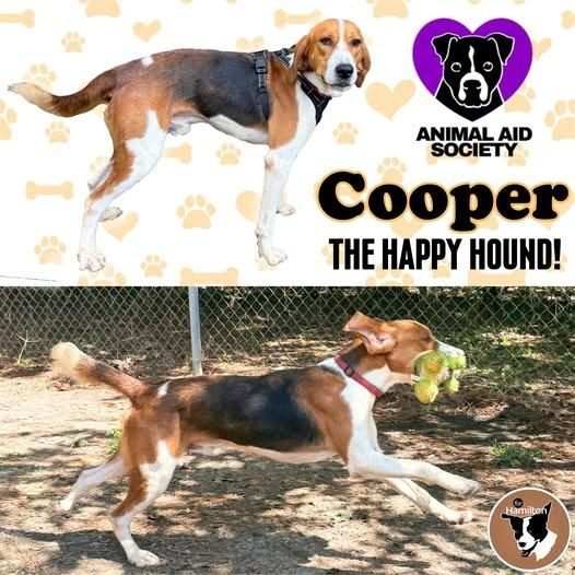 Enlarge Cooper, a Adoptable Hound in Hampton, VA image 3/4