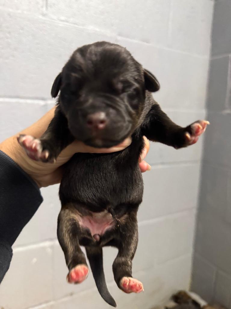 Mary J, Adoptable, Puppy Female Black Mouth Cur.