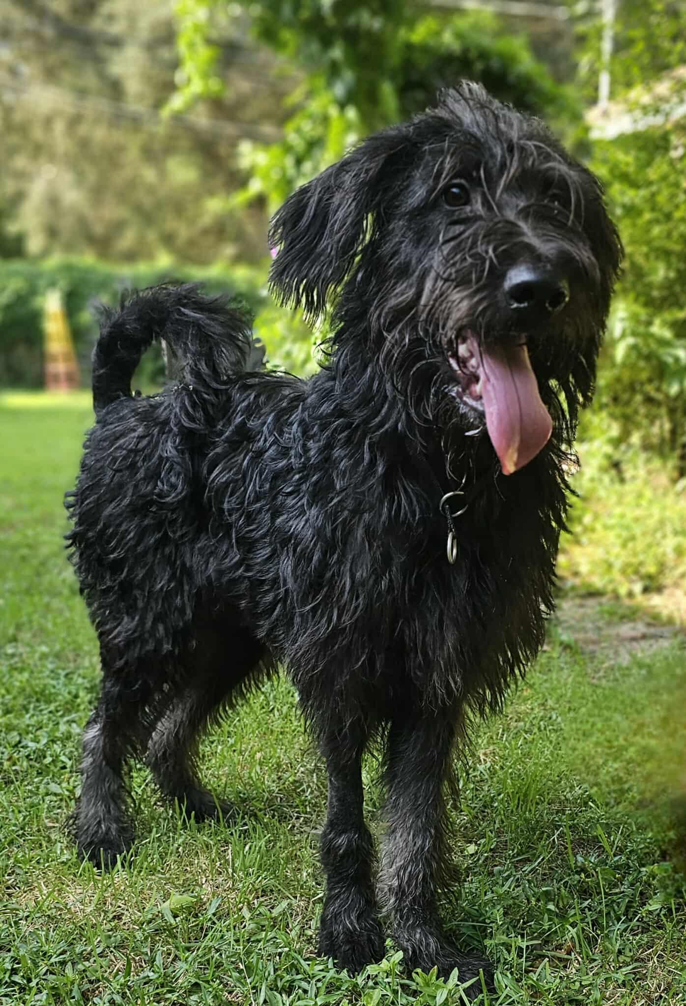 Lark, an adoptable Irish Wolfhound, Labradoodle in Mary Esther, FL, 32569 | Photo Image 2