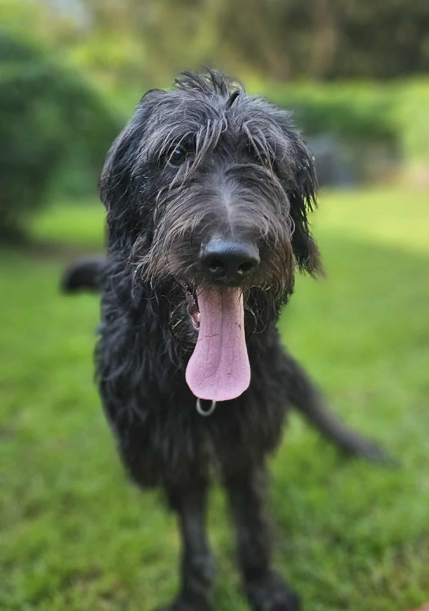 Lark, an adoptable Irish Wolfhound, Labradoodle in Mary Esther, FL, 32569 | Photo Image 3