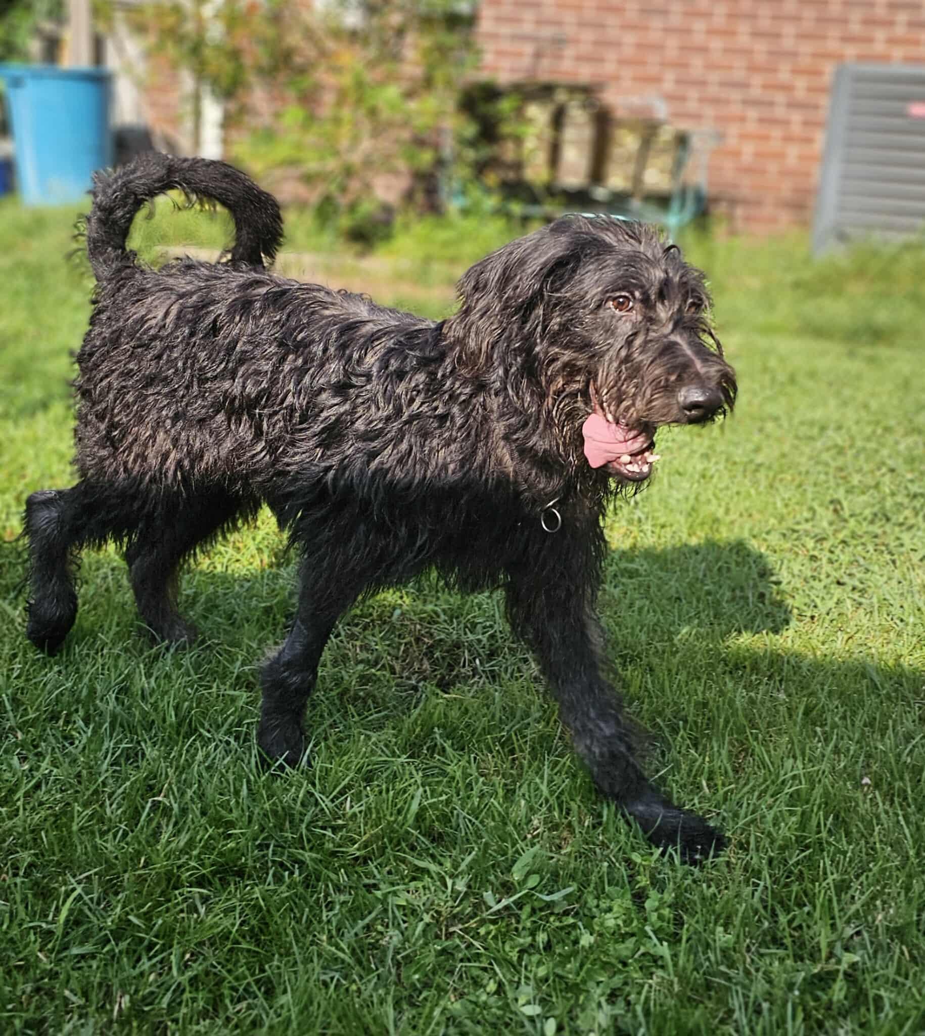 Lark, an adoptable Irish Wolfhound, Labradoodle in Mary Esther, FL, 32569 | Photo Image 4