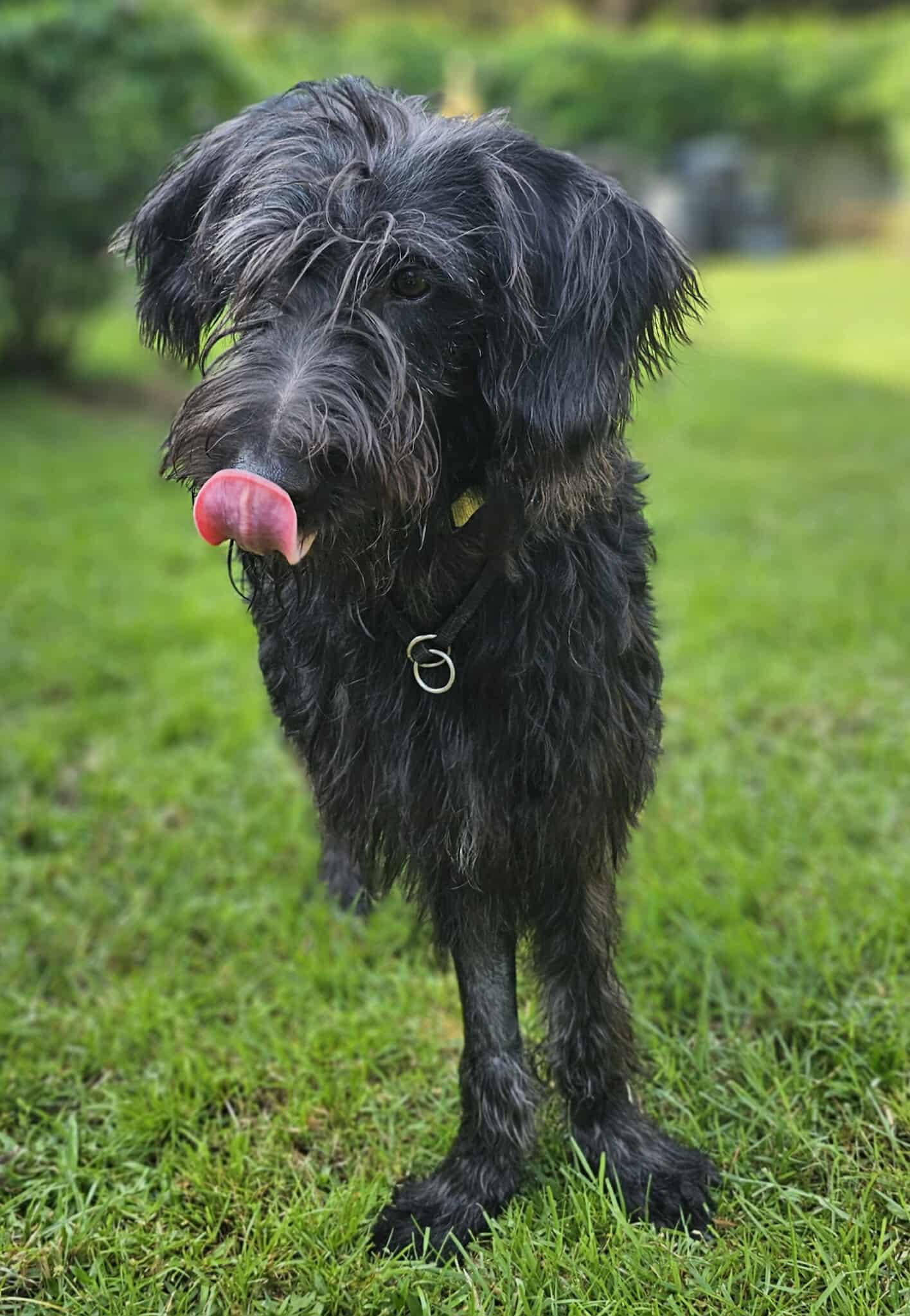 Lark, an adoptable Irish Wolfhound, Labradoodle in Mary Esther, FL, 32569 | Photo Image 5