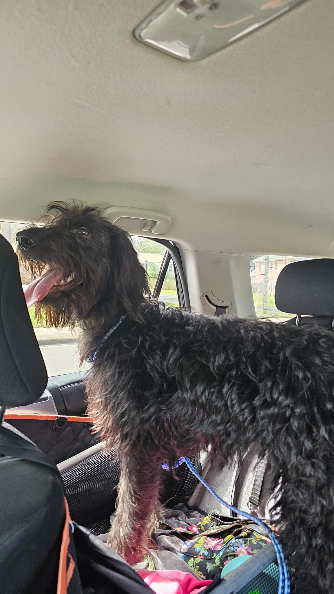Lark, an adoptable Irish Wolfhound, Labradoodle in Mary Esther, FL, 32569 | Photo Image 6