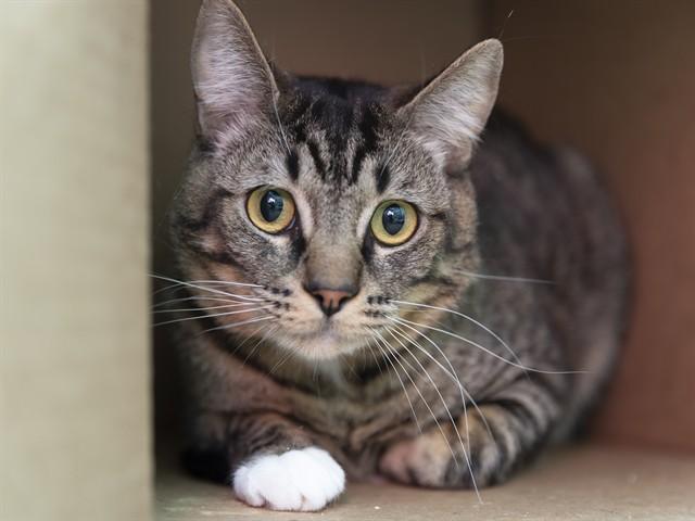 BART, Adoptable, Young Male Domestic Short Hair.