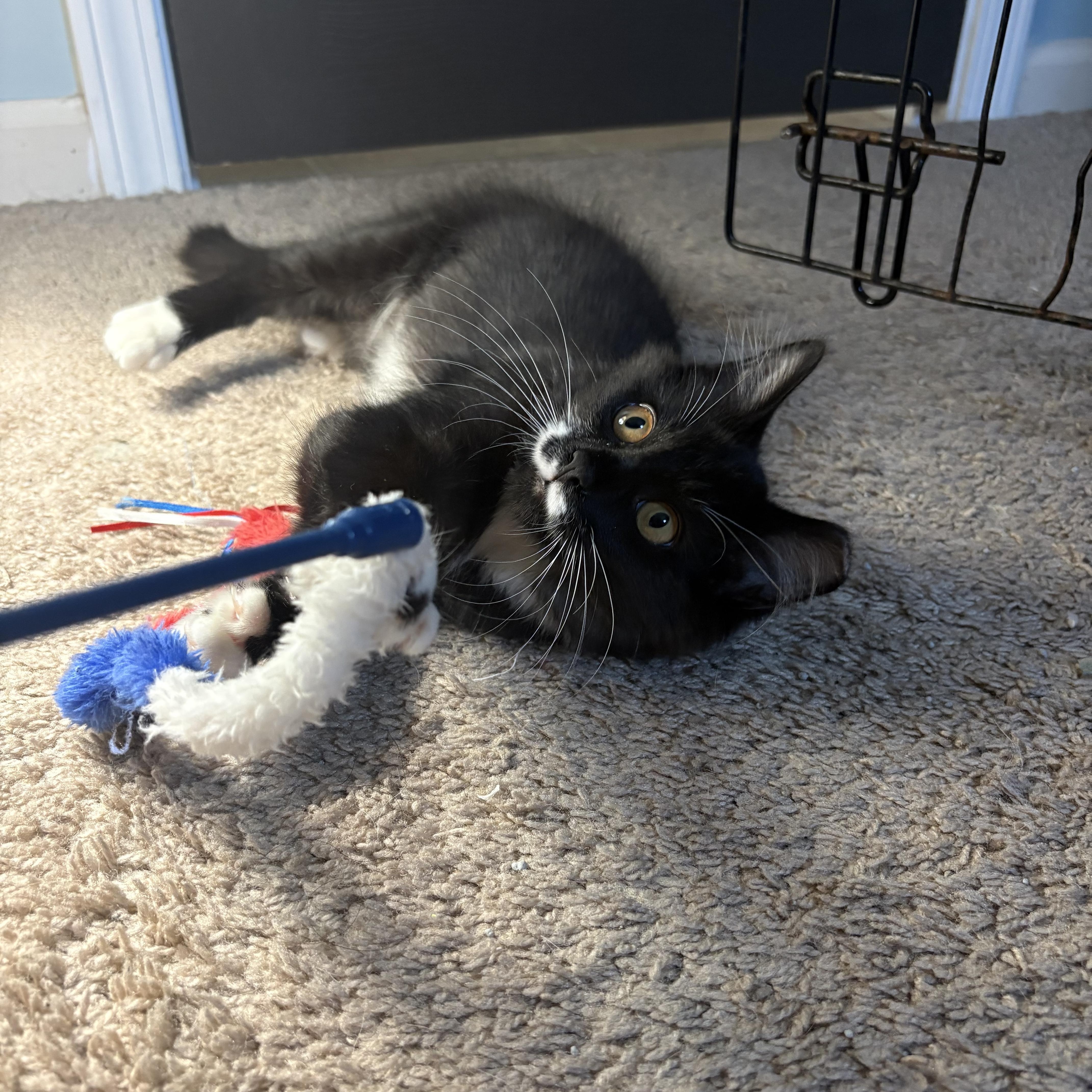 Enlarge Perky (AKA Perkins), a Adoptable Domestic Medium Hair in Cleveland, OH image 3/6