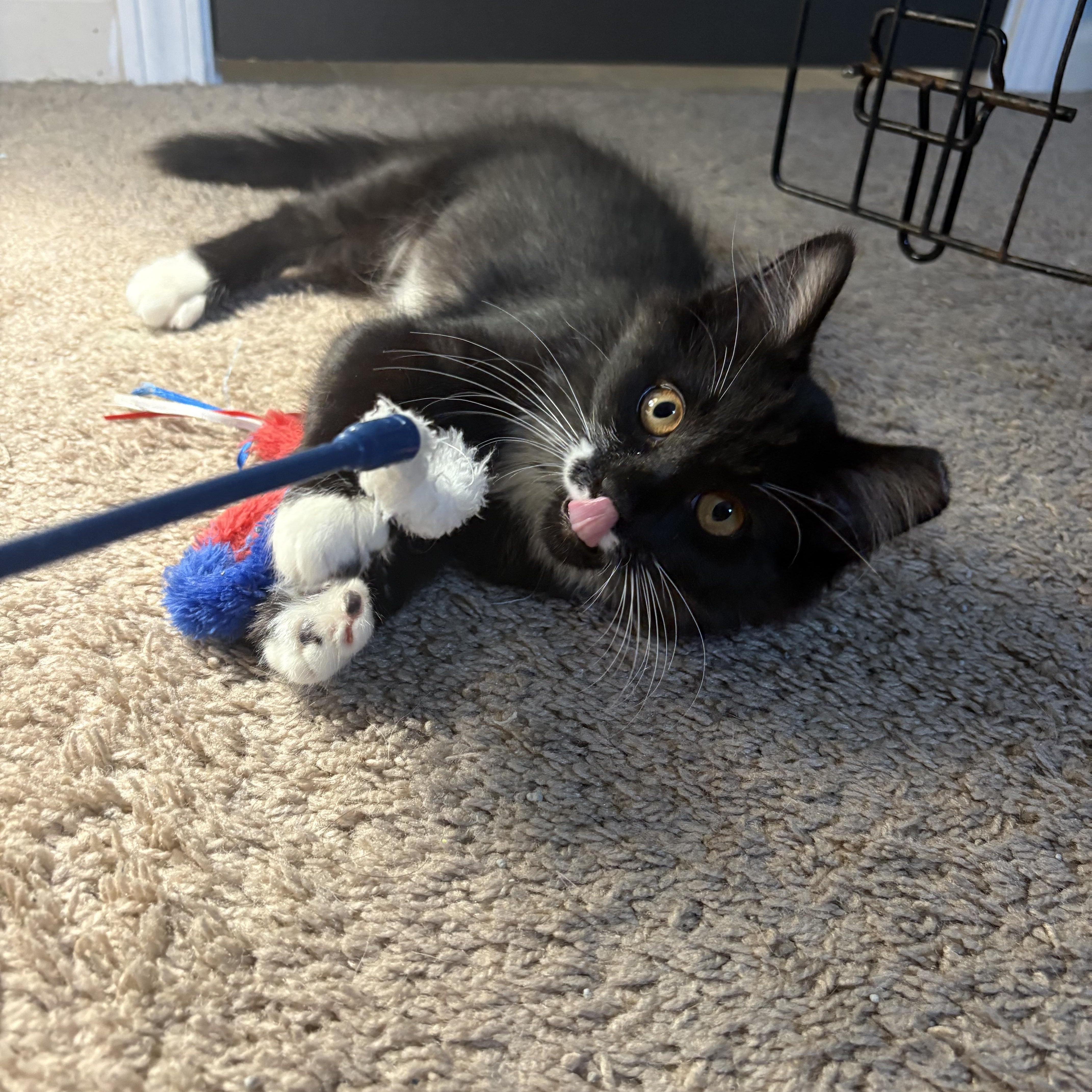 Perky (AKA Perkins), Adoptable, Young Female Domestic Medium Hair.
