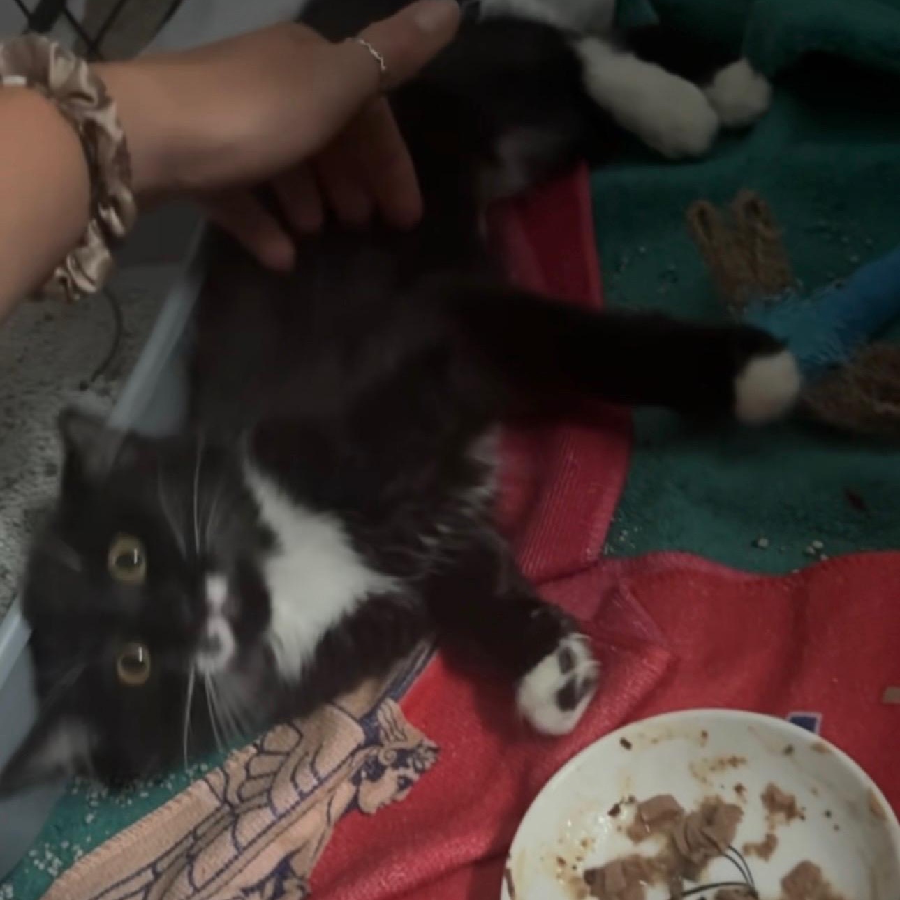 Enlarge Perky (AKA Perkins), a Adoptable Domestic Medium Hair in Cleveland, OH image 4/6