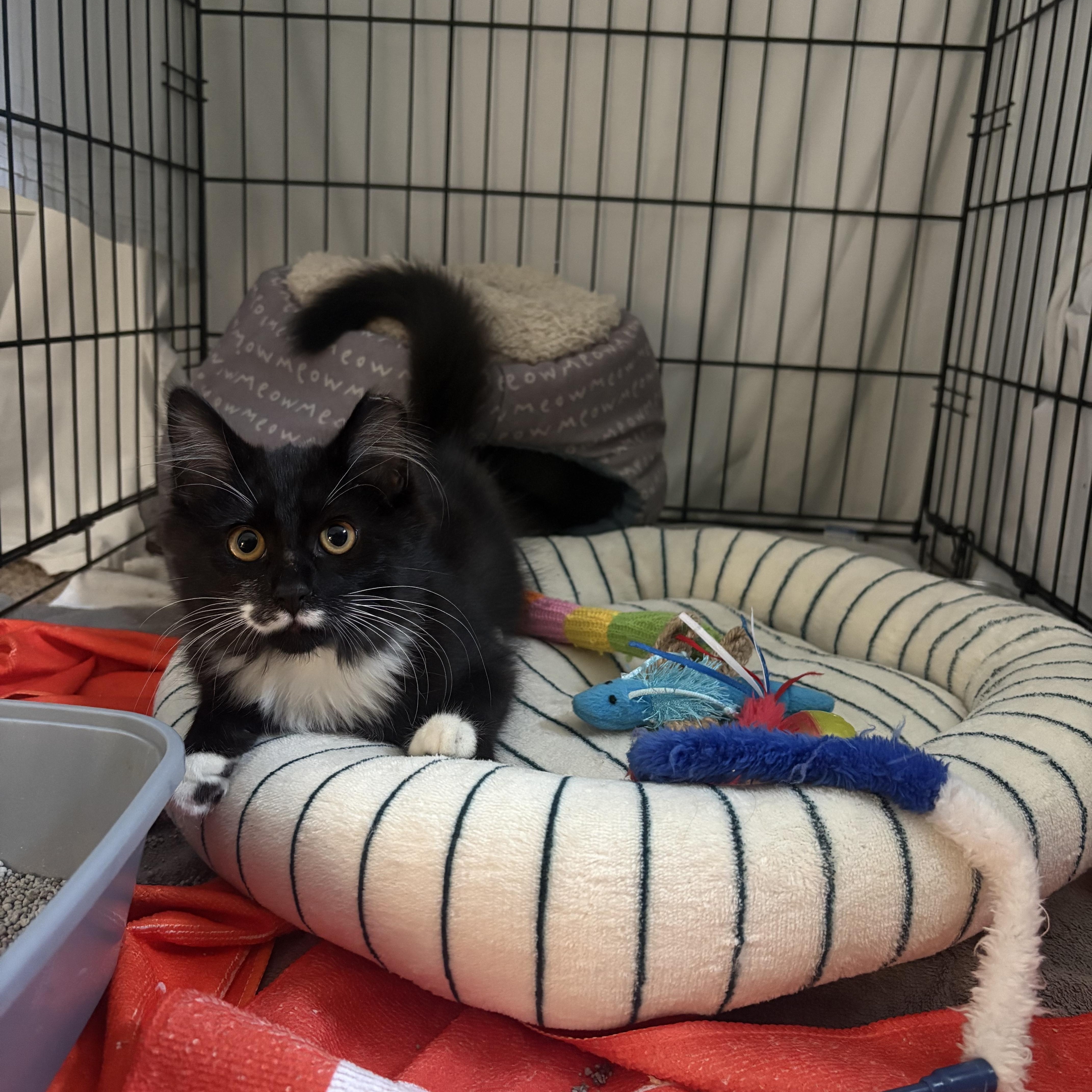 Enlarge Perky (AKA Perkins), a Adoptable Domestic Medium Hair in Cleveland, OH image 2/6