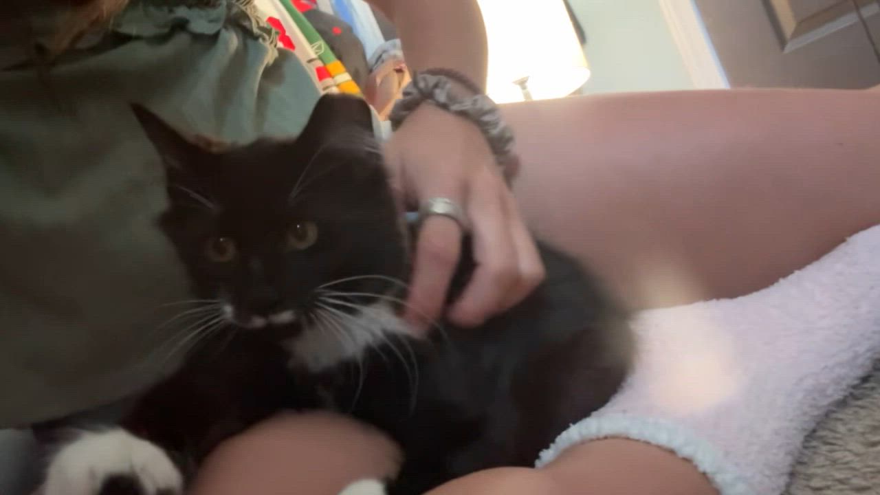 Enlarge Perky (AKA Perkins), a Adoptable Domestic Medium Hair in Cleveland, OH video 5/6