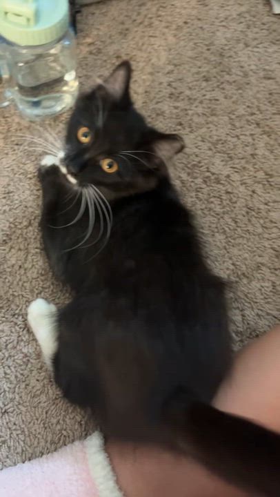 Enlarge Perky (AKA Perkins), a Adoptable Domestic Medium Hair in Cleveland, OH video 6/6