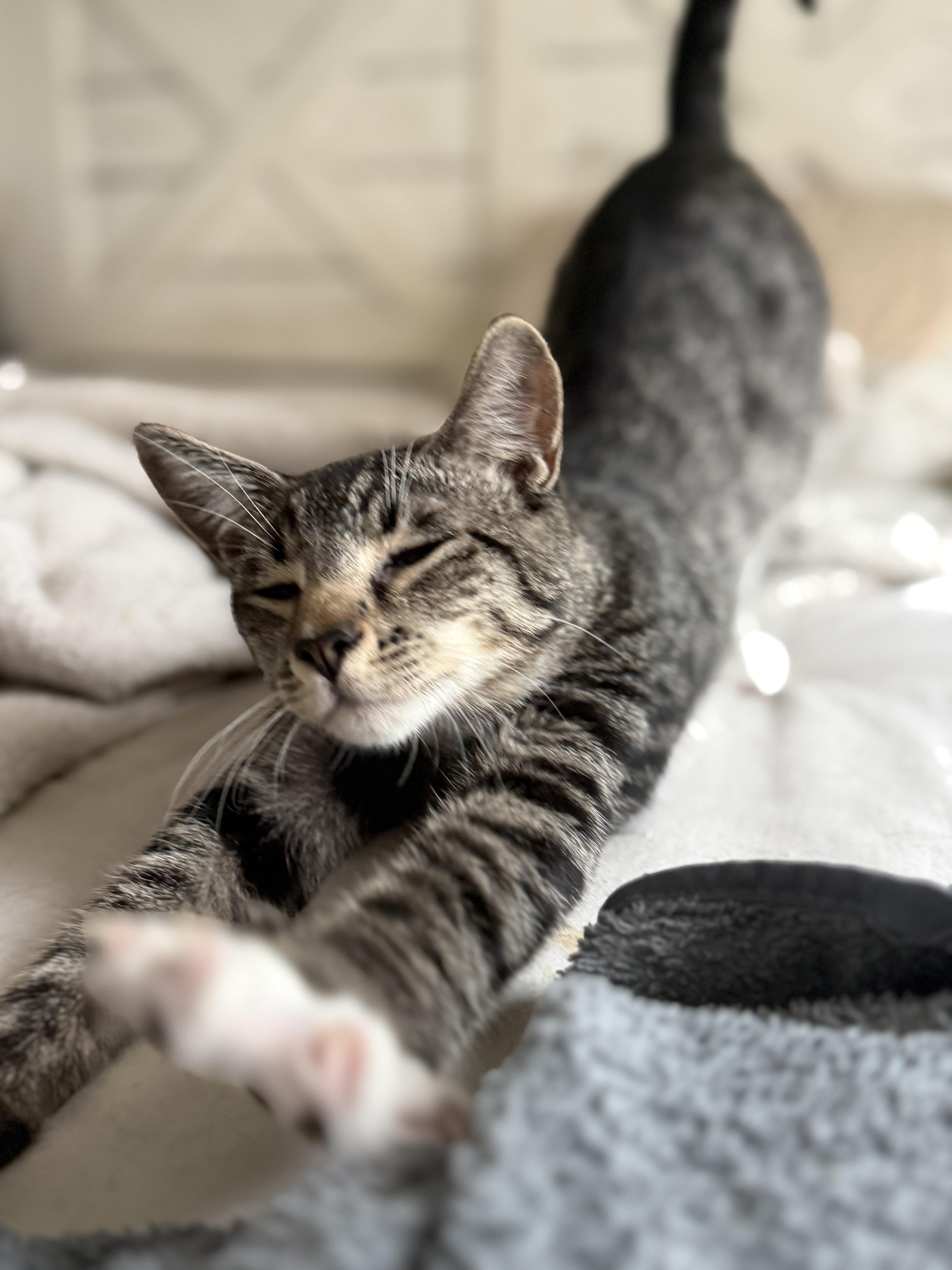 Enlarge Mantis , a Adoptable Domestic Short Hair in New Smyrna Beach, FL image 2/6