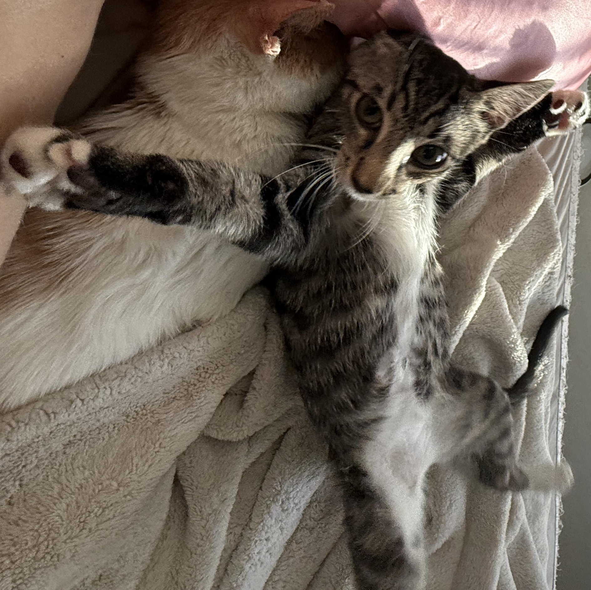 Enlarge Mantis , a Adoptable Domestic Short Hair in New Smyrna Beach, FL image 5/6